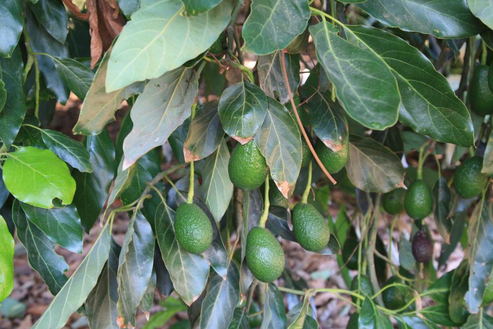 California avocados hanging on a tree branch