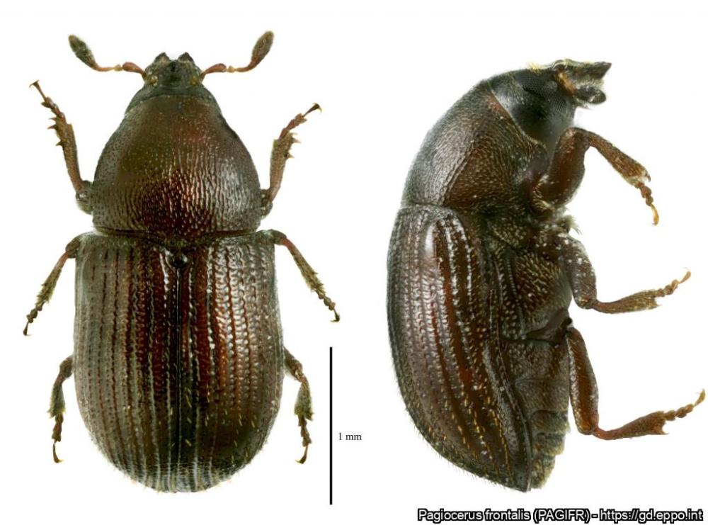 An adult Pagiocerus frontalis weevil. 