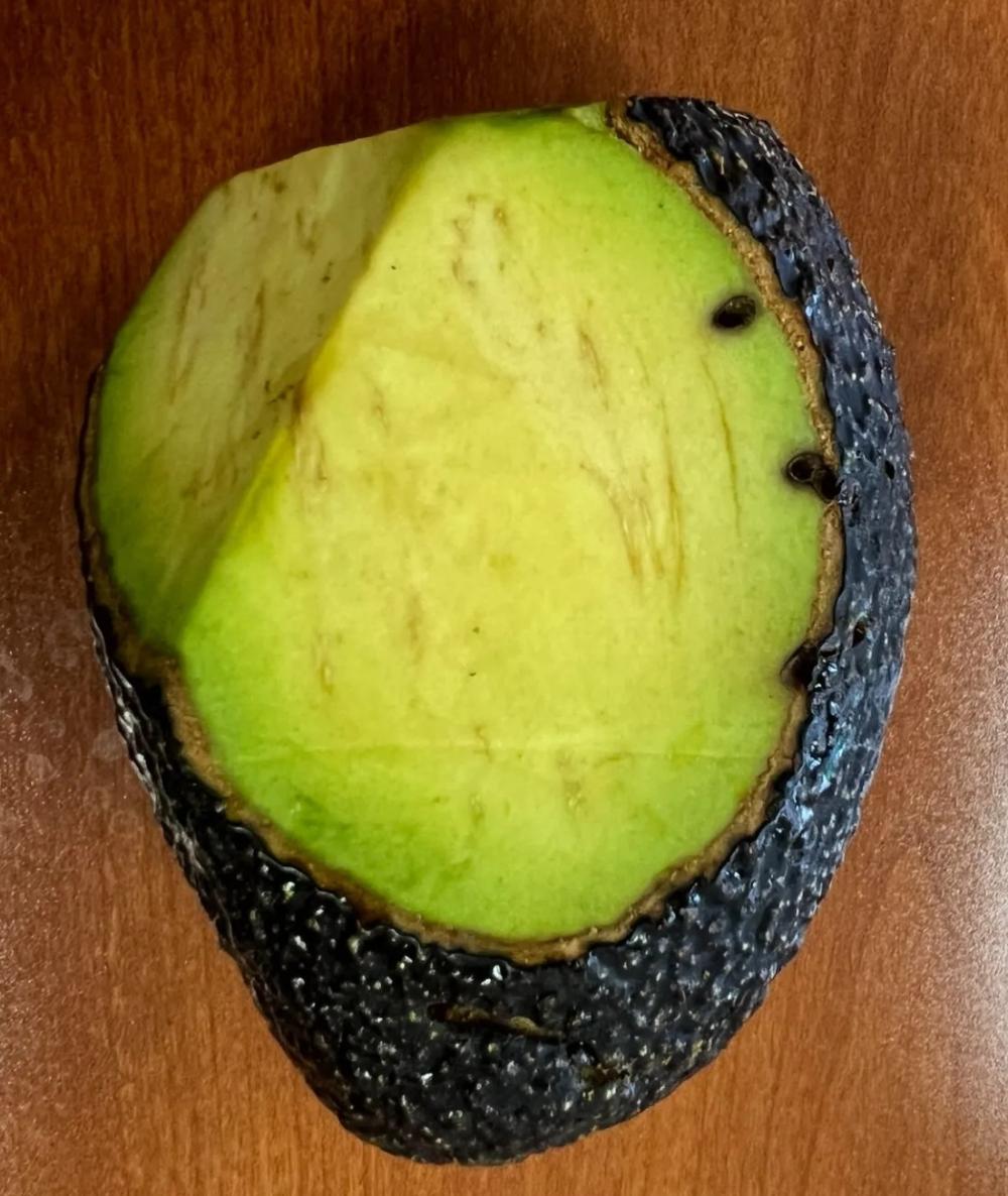 An avocado showing shallow entry holes from Pagiocerus frontalis.
