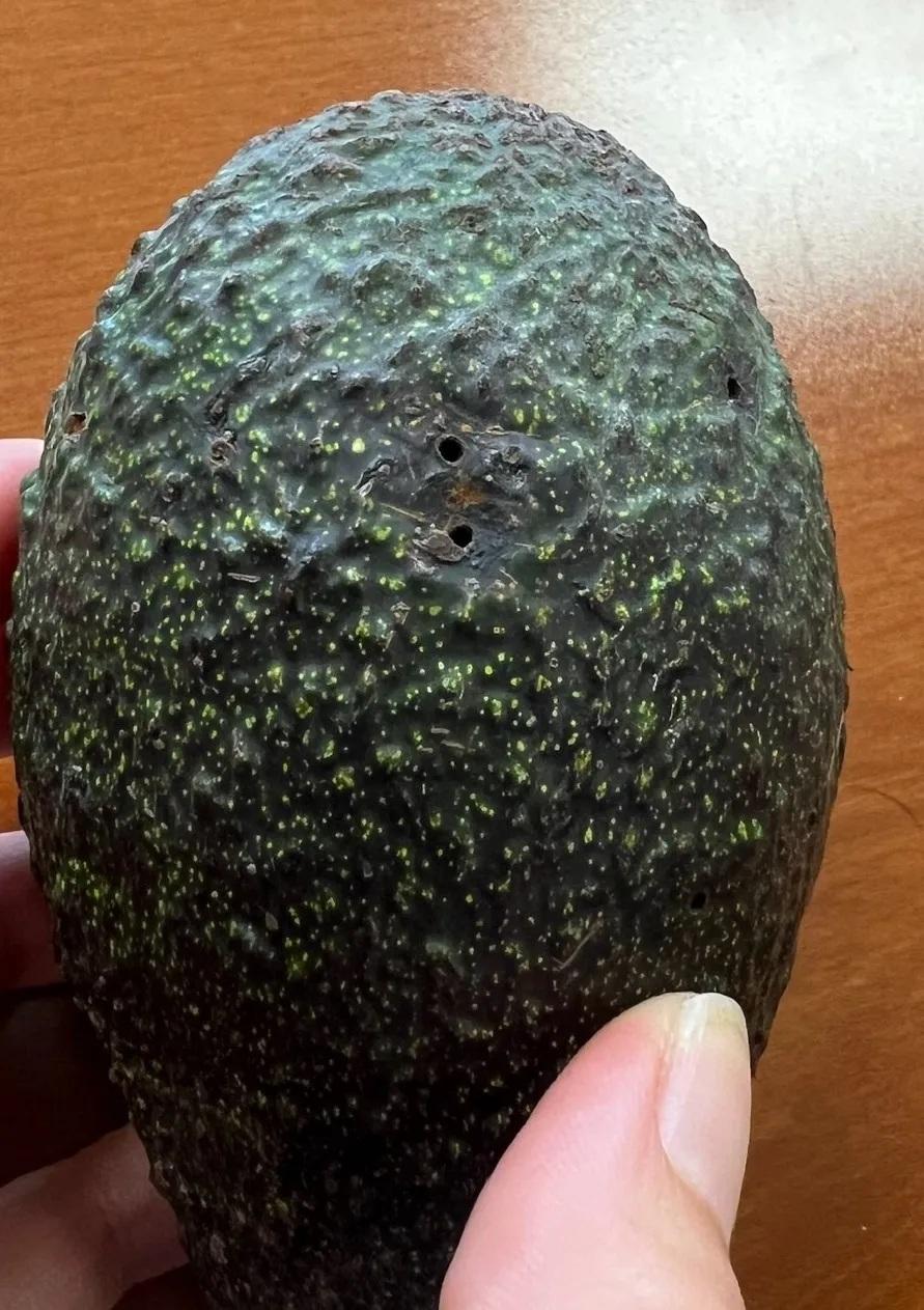 Pagiocerus frontalis adult exit holes on an avocado. Photo courtesy of Hamutahl Cohen, UC Cooperative Extension, Ventura County.