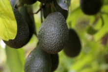 Both the press and mat release included this image of fresh California avocados, showcasing the start of the peak harvesting season.