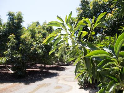 California avocado branch with grove trail