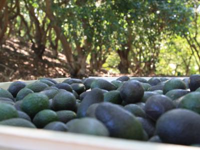Closeup of freshly picked California avocados in a bin