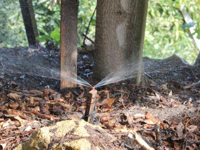 Sprinkler at base of California avocado trees