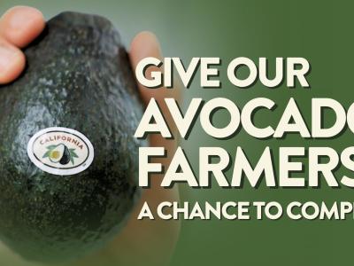 California avocado growers release video urging Washington to Put American Farmers First in Mexico Trade Talks